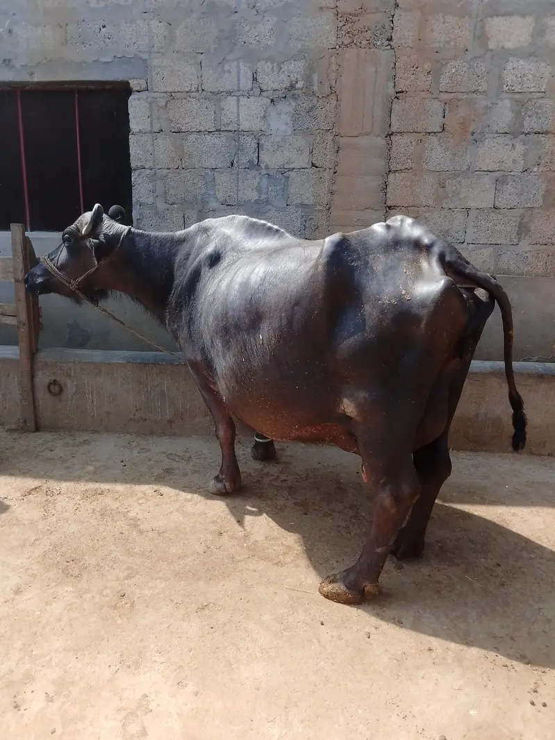Buffalo for sale — photo 2