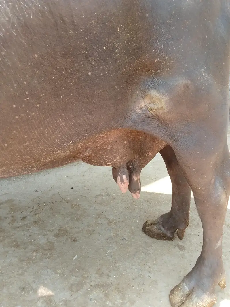 Buffalo for sale — photo 3