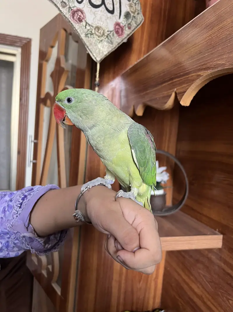 Raw parrot — photo 2