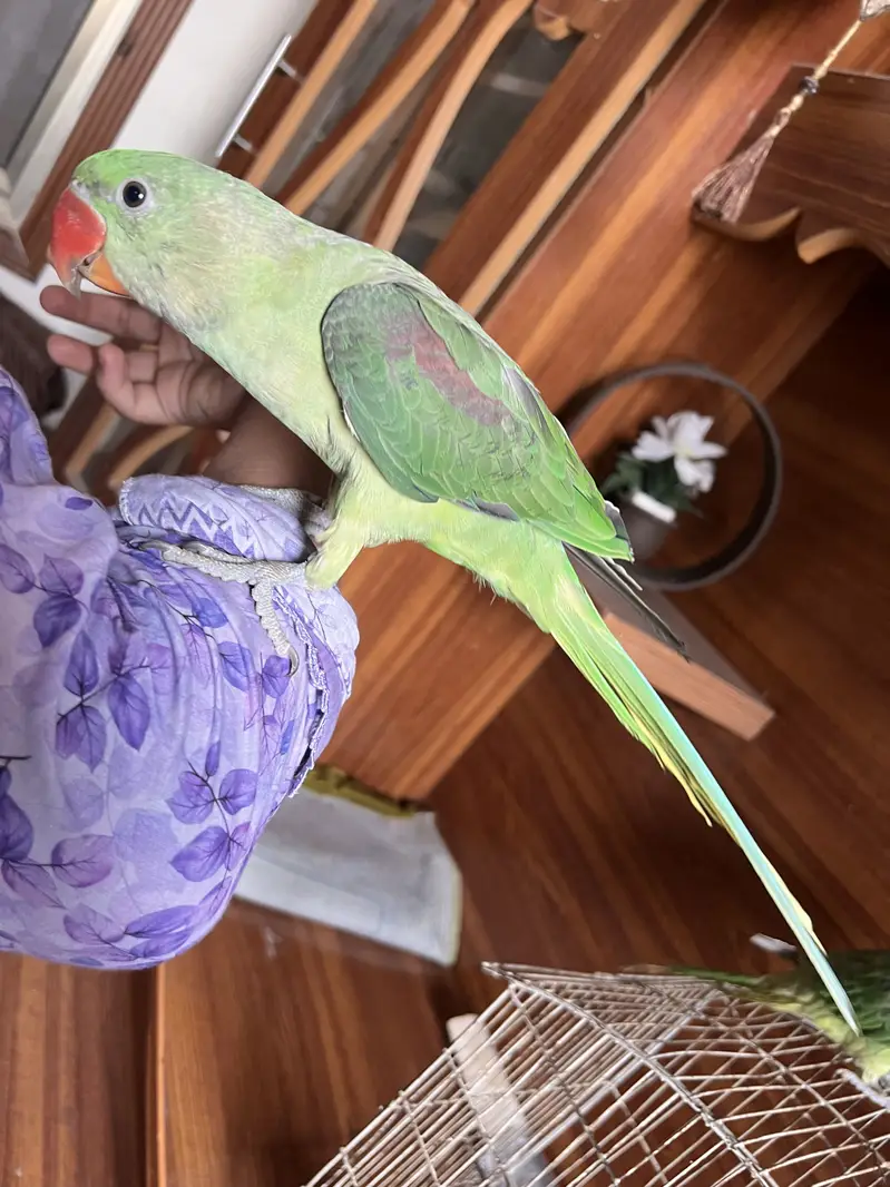 Raw parrot — photo 3