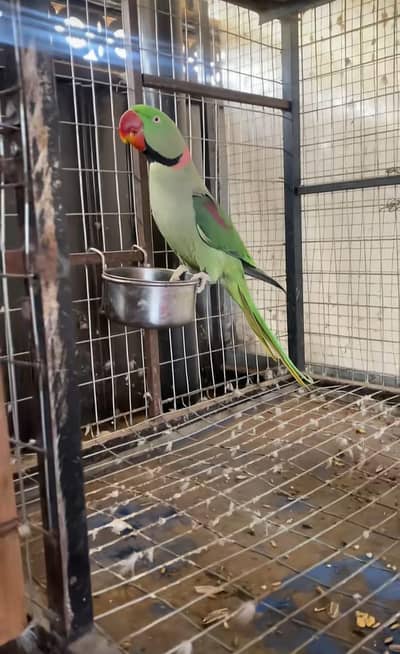 Kashmiri raw parrot for sale