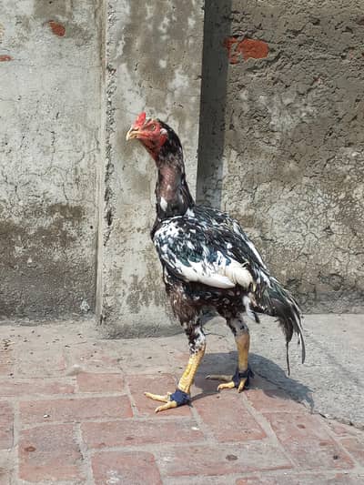 pure kamalia aseel breeder murgha for sale