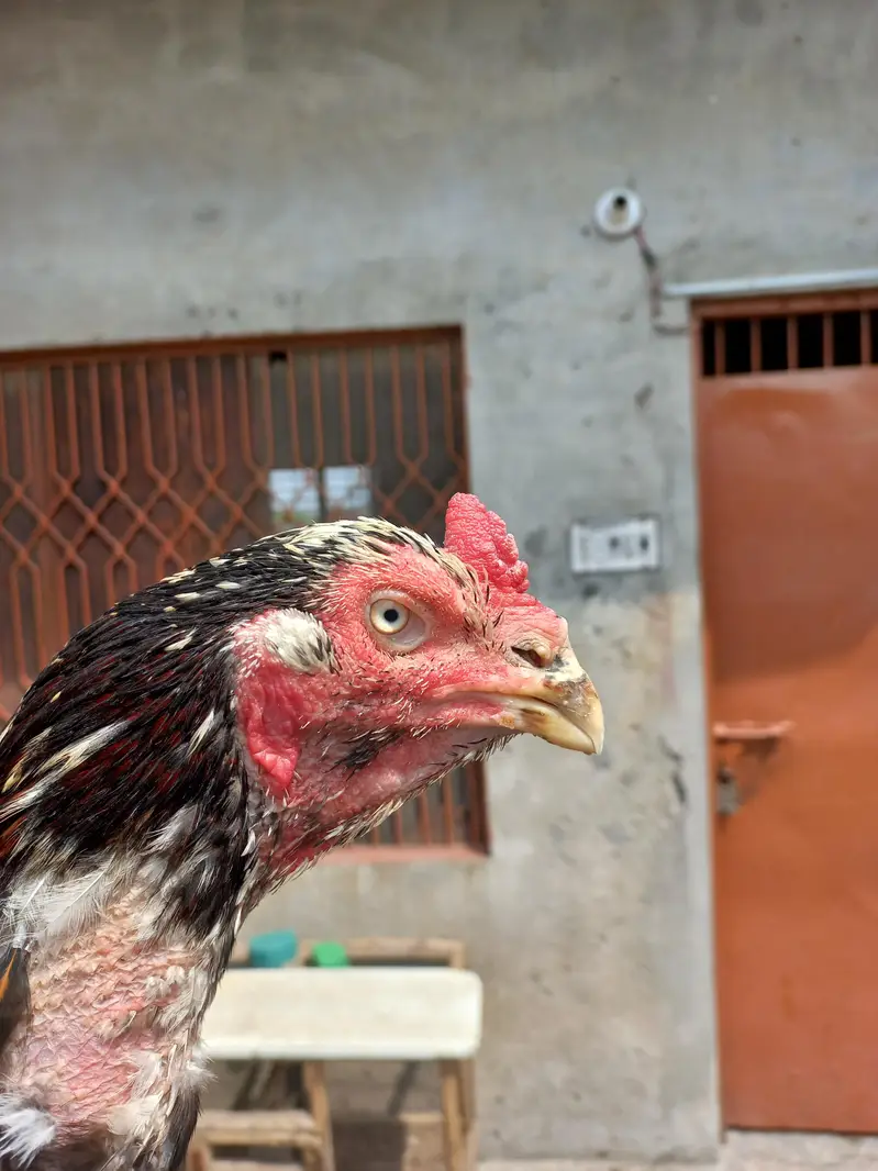 pure kamalia aseel breeder murgha for sale — photo 2