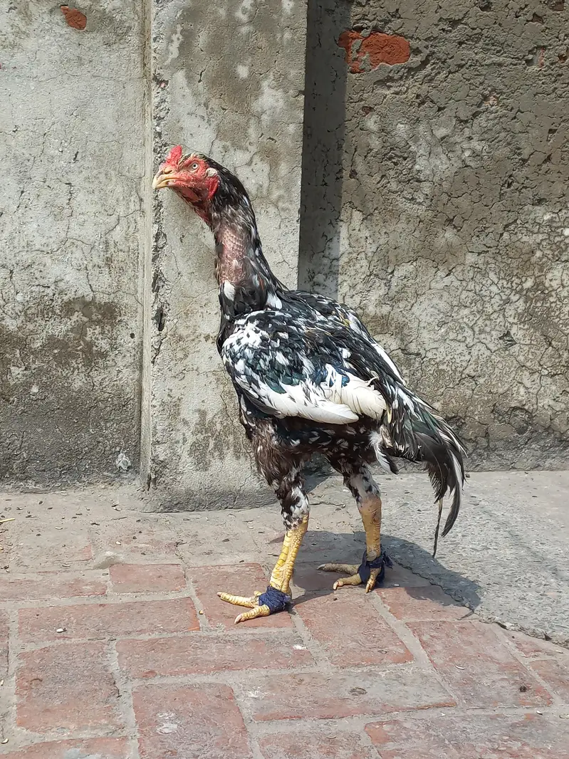 pure kamalia aseel breeder murgha for sale — photo 3