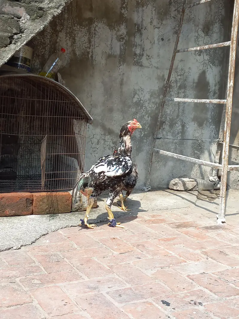 pure kamalia aseel breeder murgha for sale — photo 4