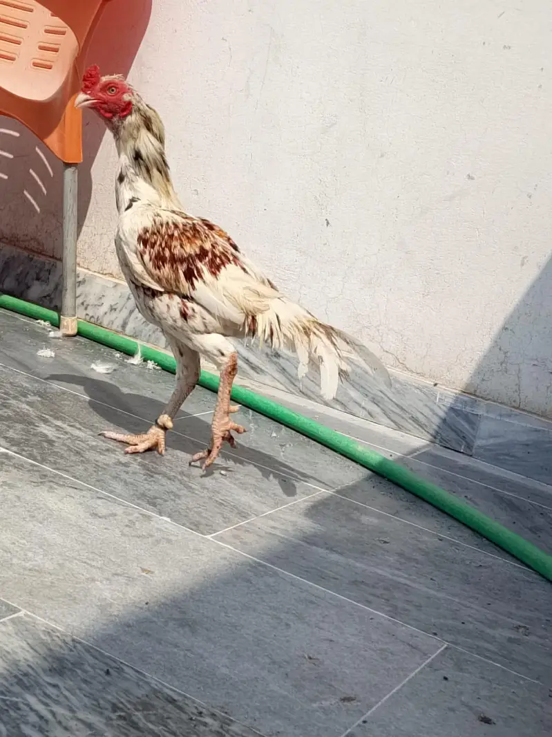 Aseel murgha  for sale — photo 4