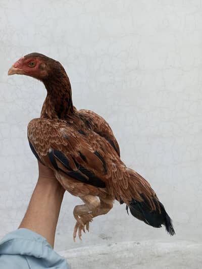 hen for sale high quality