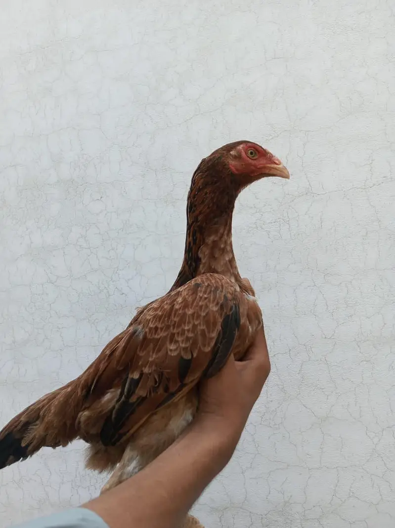 hen for sale high quality — photo 2