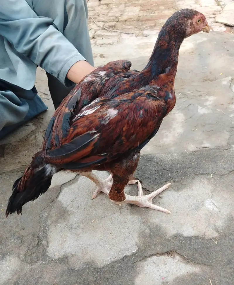 hen for sale high quality — photo 3