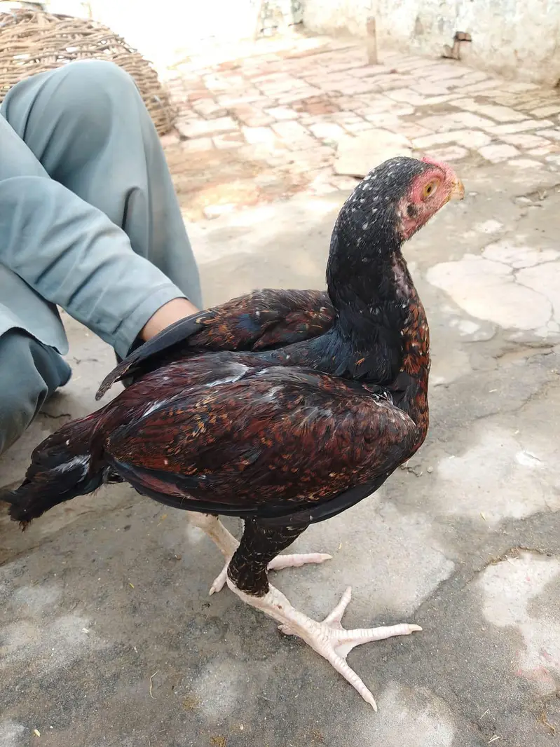 hen for sale high quality — photo 4