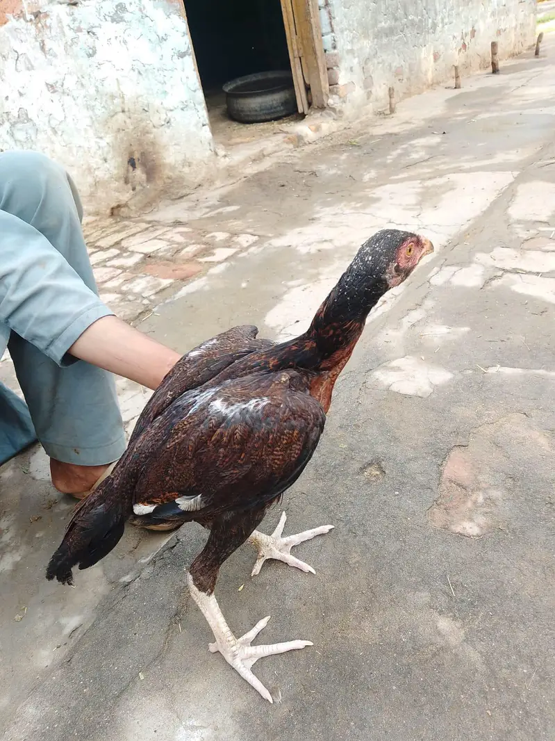 hen for sale high quality — photo 5
