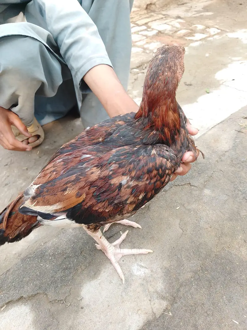 hen for sale high quality — photo 6