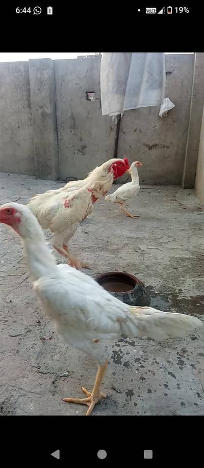 Pure German White Shamo pair and pathi for sale mobile no 03214272302
