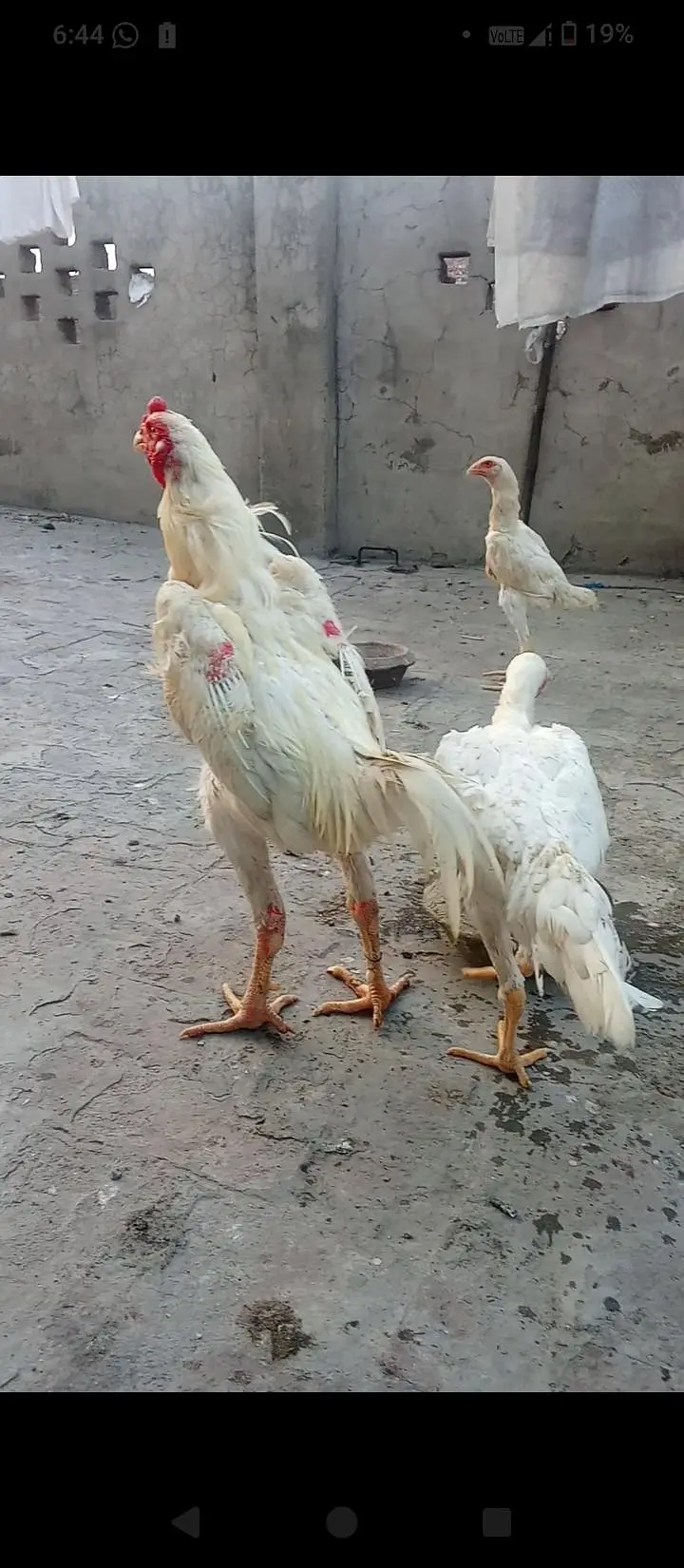 Pure German White Shamo pair and pathi for sale mobile no 03214272302 — photo 2