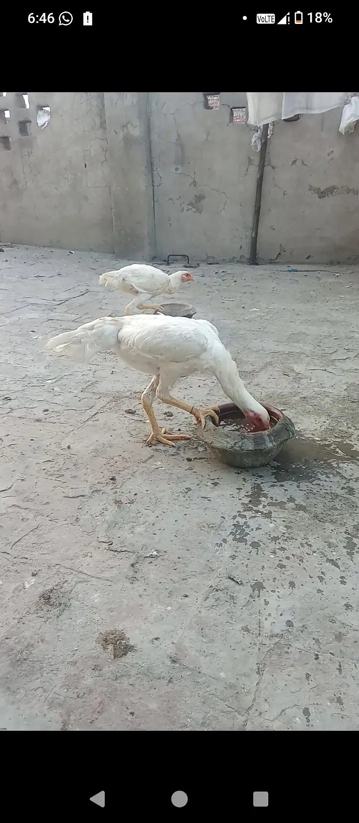 Pure German White Shamo pair and pathi for sale mobile no 03214272302 — photo 4