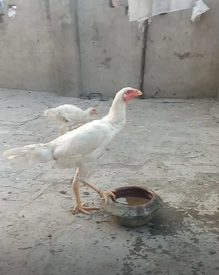 Pure German White Shamo pair and pathi for sale mobile no 03214272302 — photo 5