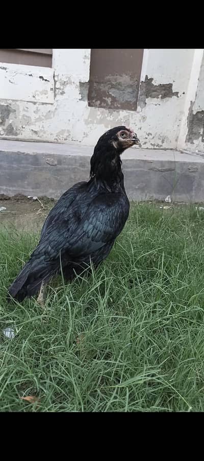 Resulted lassani female