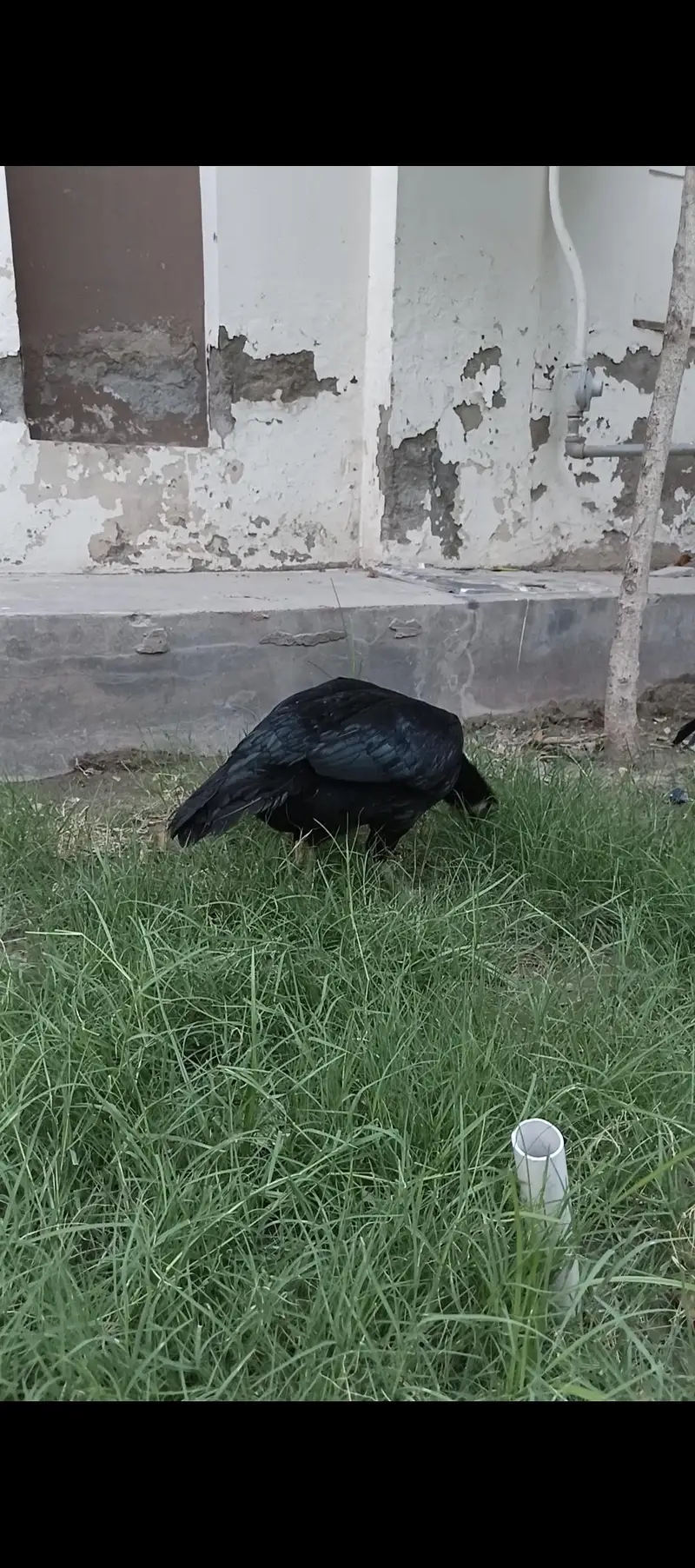 Resulted lassani female — photo 2
