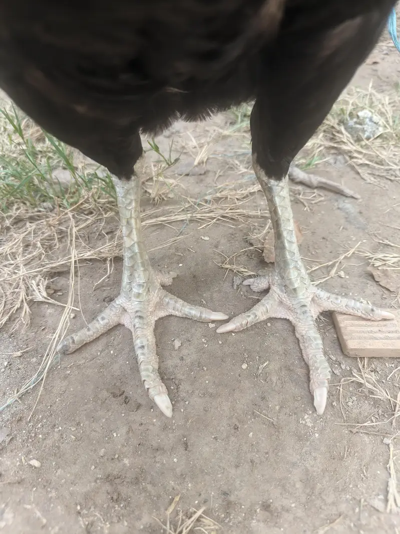 Resulted lassani female — photo 3