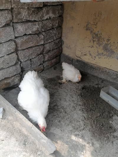 white bantam  pair available