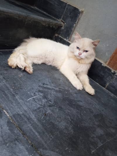#"PerSian Male Cat. . .
