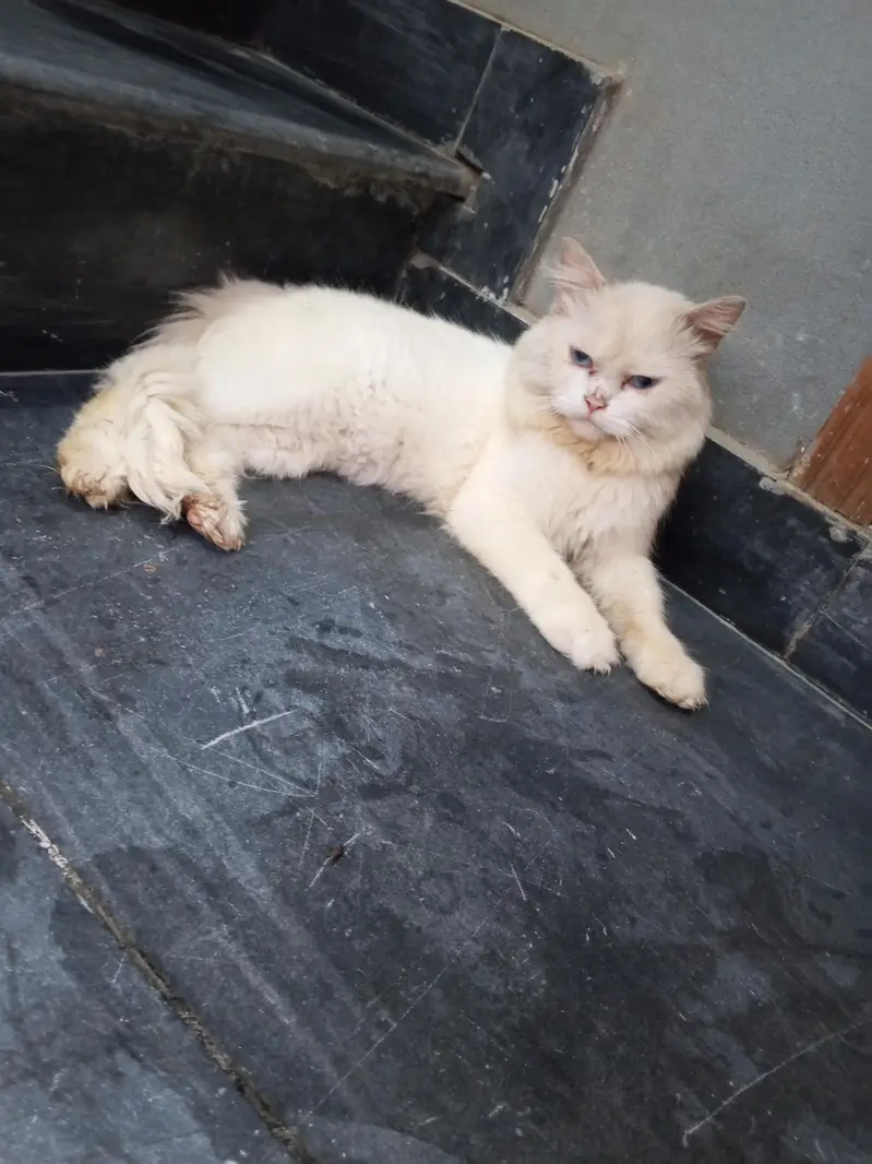 #"PerSian Male Cat. . .