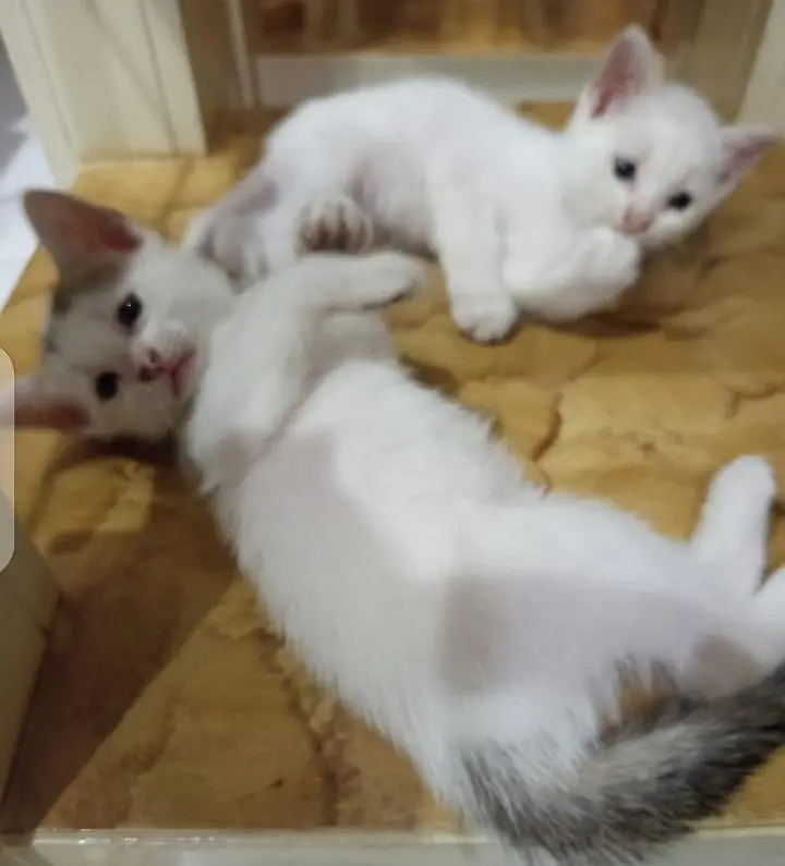 Beautiful cattan Male and female . 03004205360
