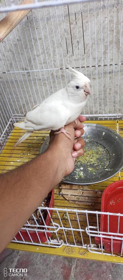 Beautiful and Breeder Birds