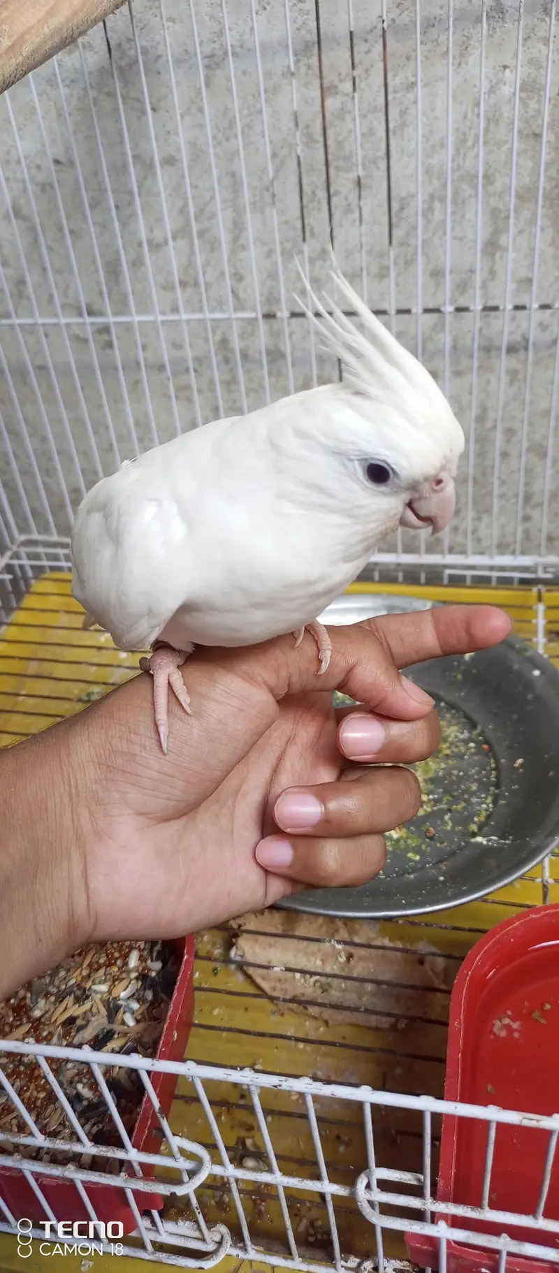 Beautiful and Breeder Birds — photo 2