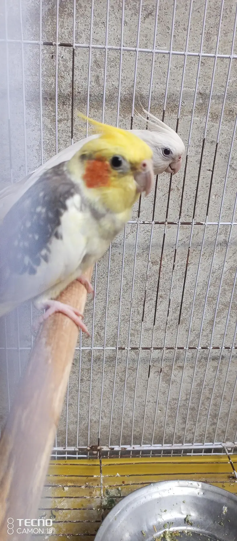 Beautiful and Breeder Birds — photo 3