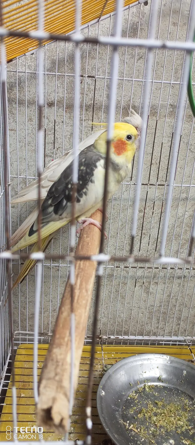 Beautiful and Breeder Birds — photo 4