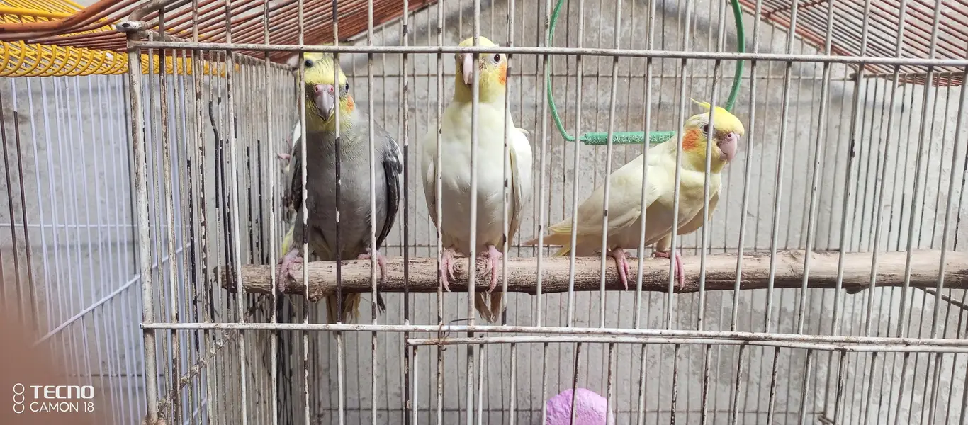 Beautiful and Breeder Birds — photo 5