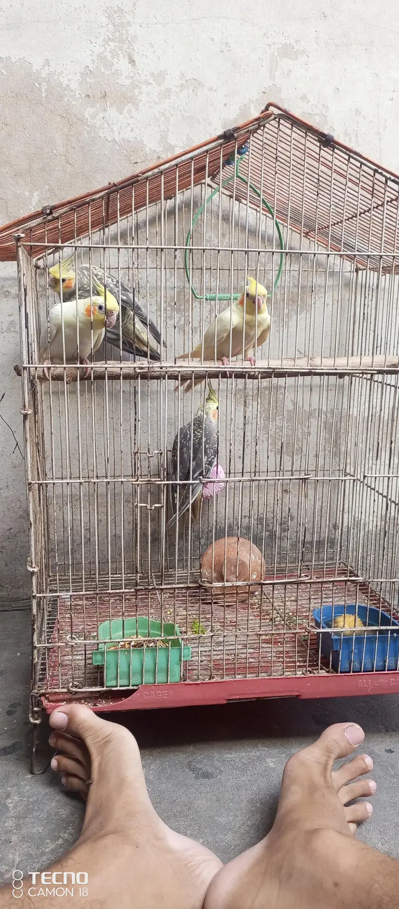 Beautiful and Breeder Birds — photo 6