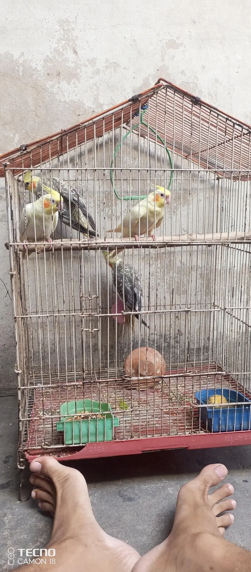 Beautiful and Breeder Birds — photo 7