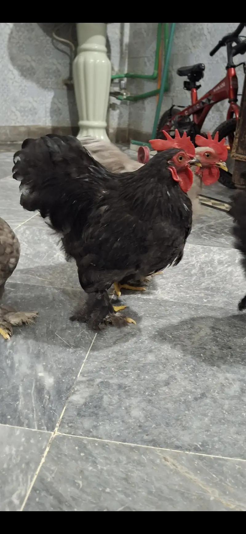 Healthy and active bentum pairs — photo 2