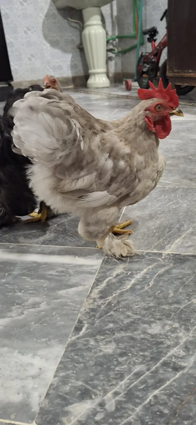 Healthy and active bentum pairs — photo 4