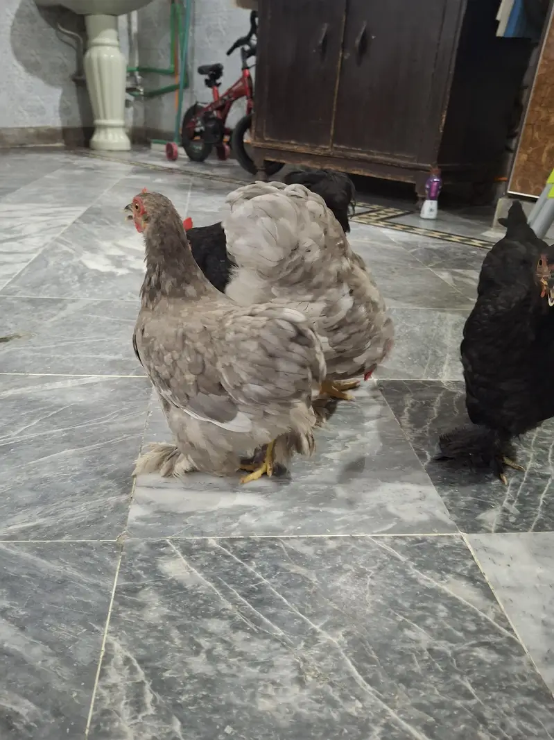 Healthy and active bentum pairs — photo 5