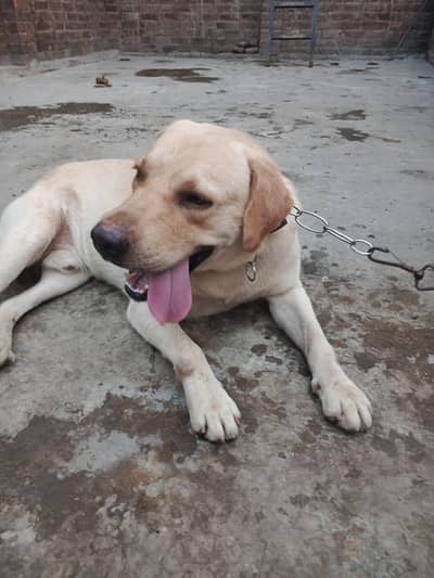 Labrador Male and female, single dog, for Sale