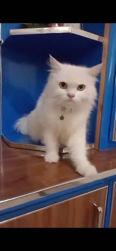 Quality of Persian cat 