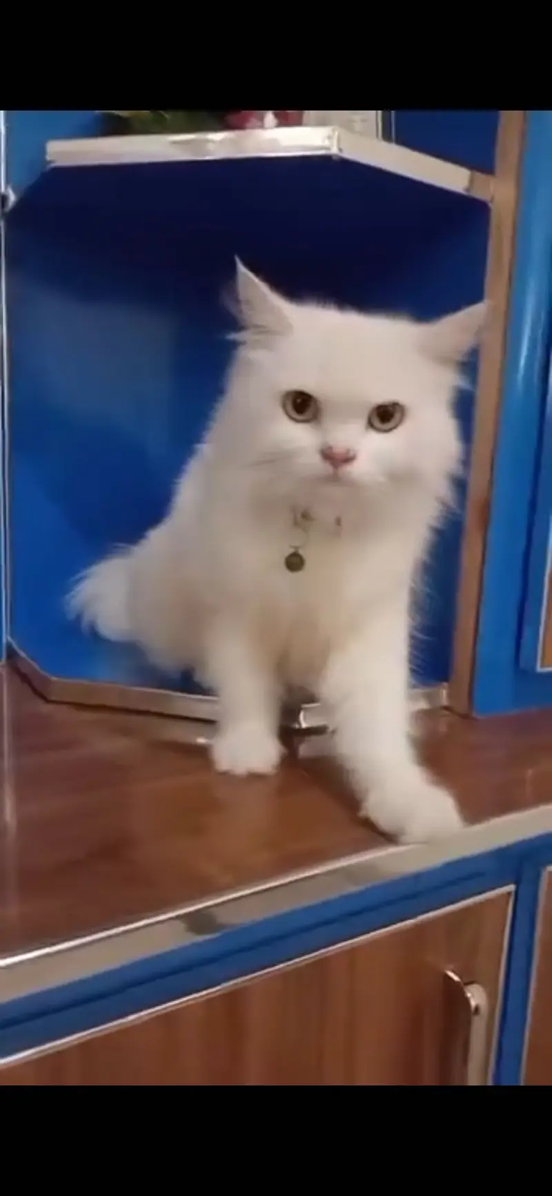 Quality of Persian cat 