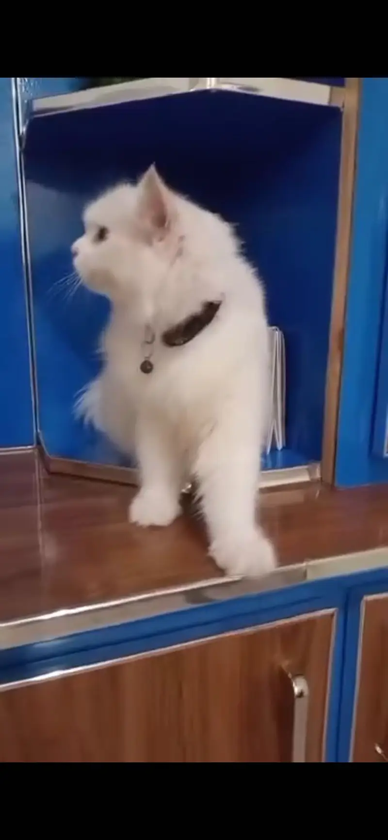 Quality of Persian cat  — photo 2