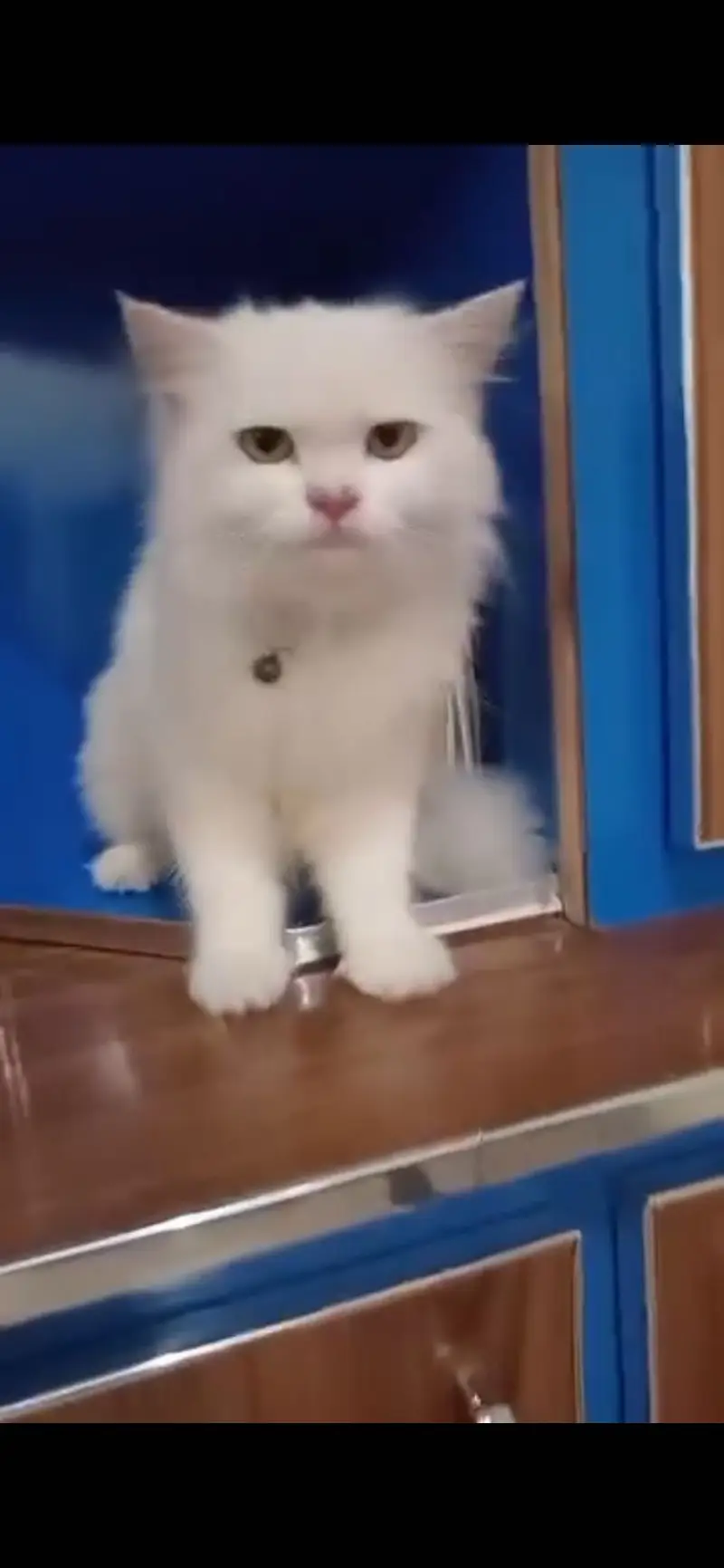 Quality of Persian cat  — photo 3