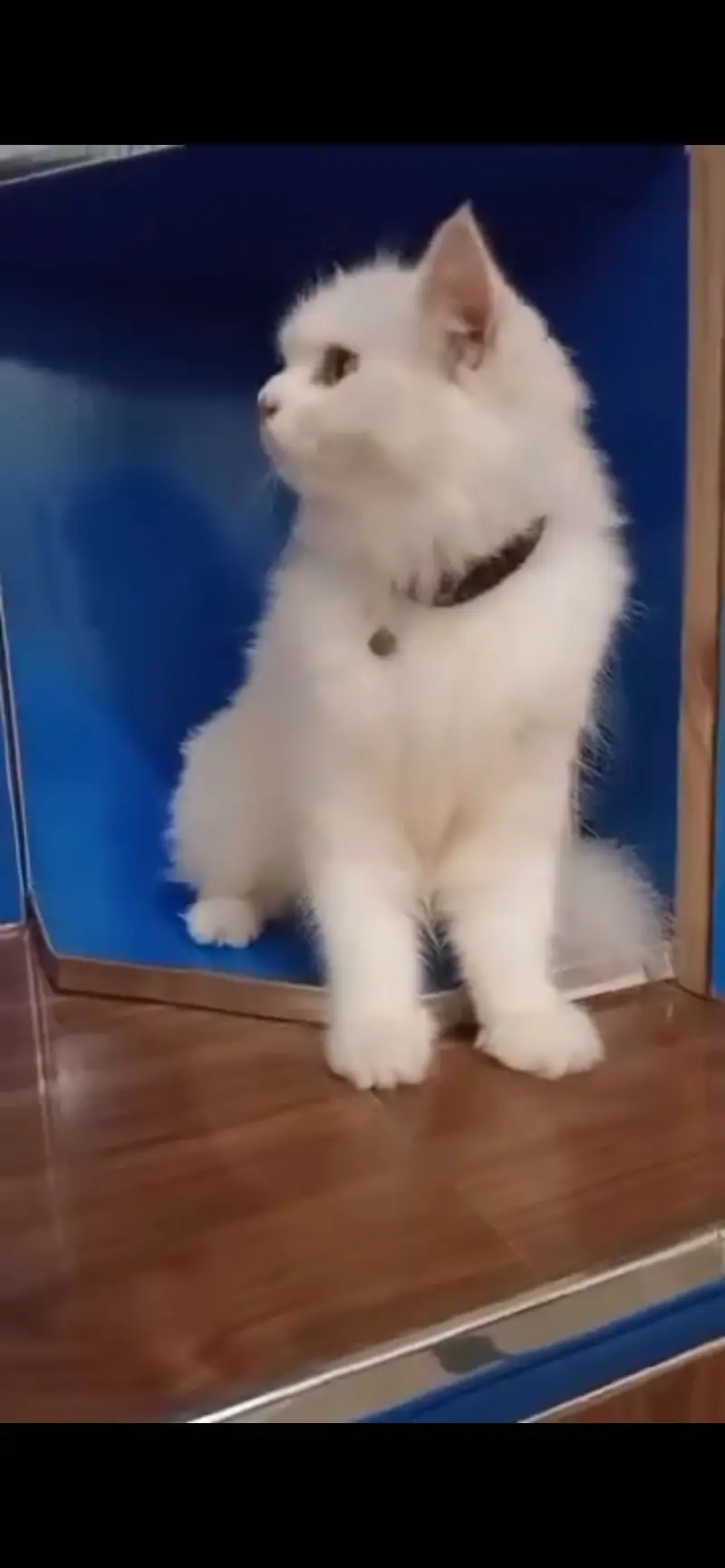 Quality of Persian cat  — photo 4