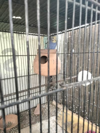 Budgie pair and cage available in reasonable price