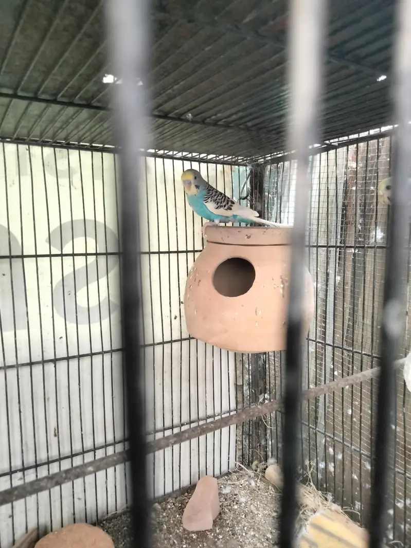 Budgie pair and cage available in reasonable price — photo 2