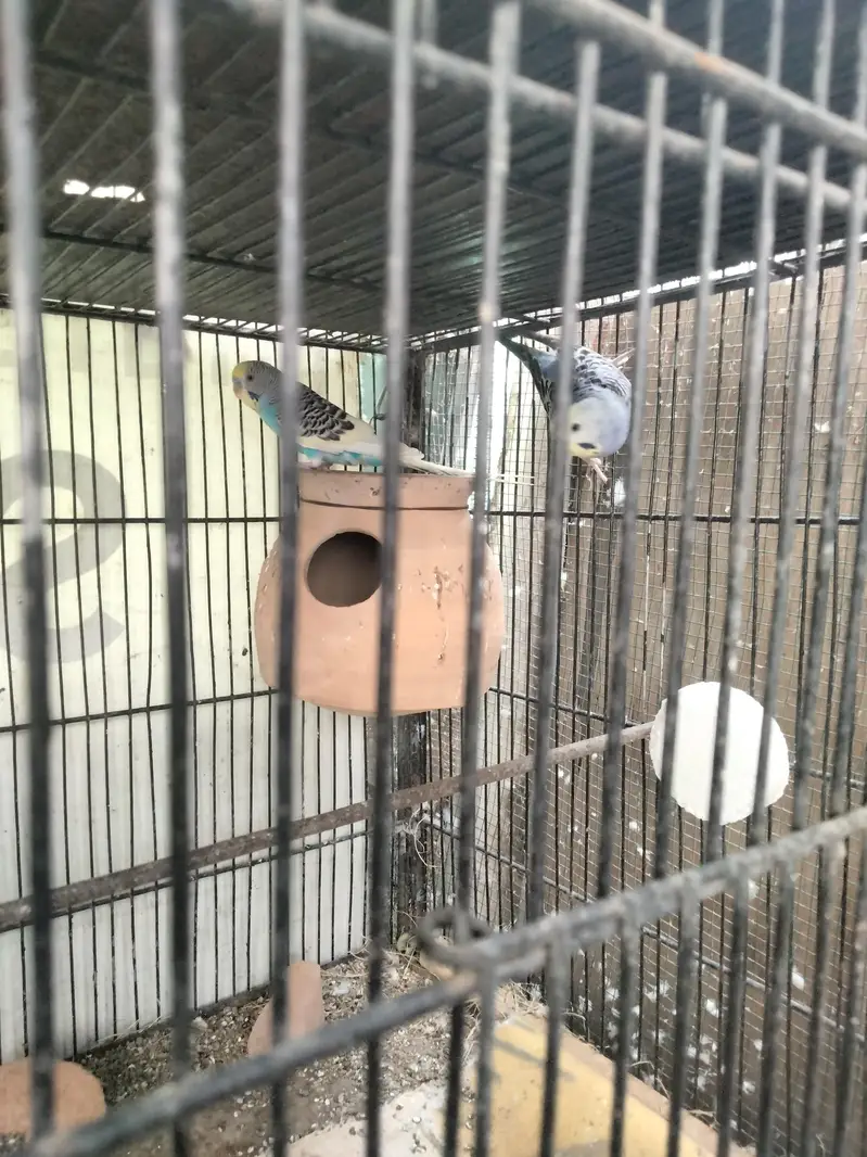 Budgie pair and cage available in reasonable price — photo 3