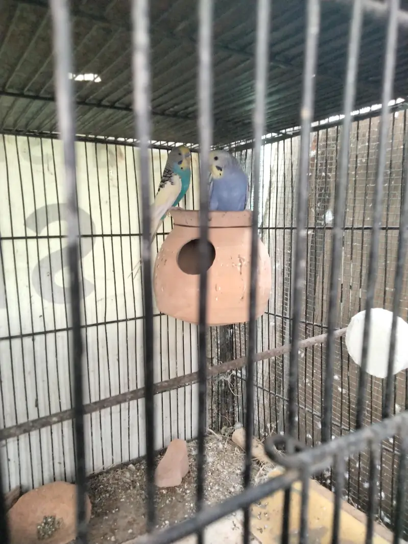 Budgie pair and cage available in reasonable price — photo 4
