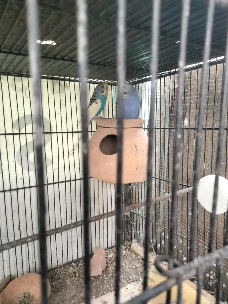 Budgie pair and cage available in reasonable price — photo 5