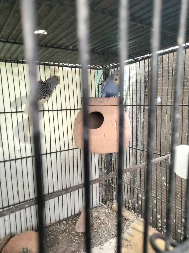 Budgie pair and cage available in reasonable price — photo 6