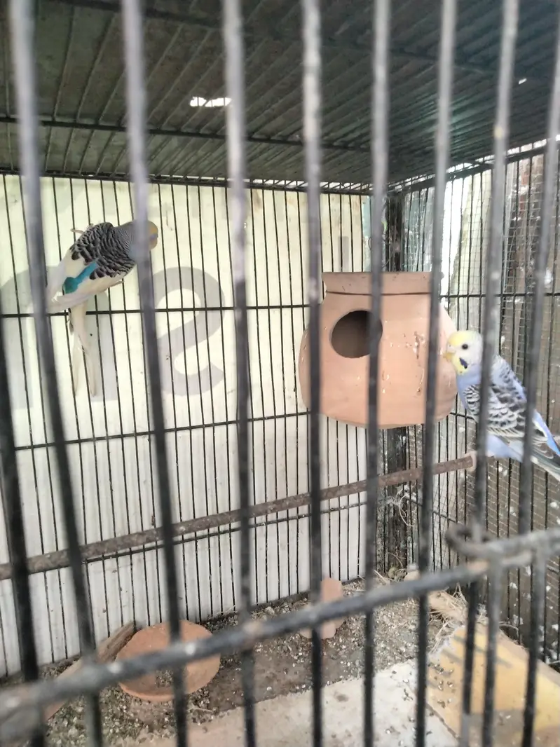 Budgie pair and cage available in reasonable price — photo 7